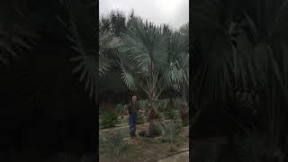 Bismarck Palms/The Tree Planters/Planted and Guaranteed/50 Years Experience Serving Central Florida