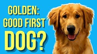 Are Golden Retrievers Good First Dogs? ( Or A Bad Choice )