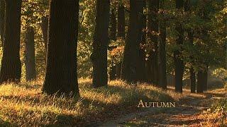 FALL / AUTUMN / Falling Leaves / David Attenborough's opinion