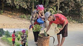 single mother harvests vegetables to sell and raises children alone. Ly Vy Ca