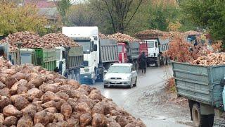 Почему выращивать сахарную свеклу не выгодно? / 11.03.21 / НТС