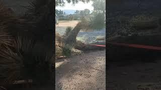 Toyota Just pulled a Big Joshua Tree that fell during the winter storm it was blocking the driveway