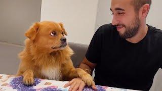 When your dog says "NO" to sharing things  Funny Dog and Human Video 2024