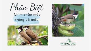 Cách phân biệt chào mào trống cái