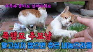 폭행묘 추묘냥, 맞고싶지 않으면 츄르 내놓으라옹!