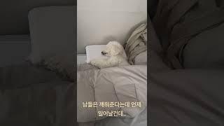 강아지의 모닝 알람#shorts