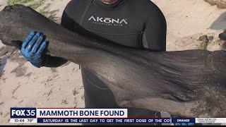 Florida men find mammoth bone from the Ice Age while scuba diving