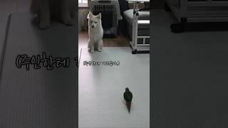 강아지 하우스 시키는 앵무새 #코뉴어 #앵무새 #반려새 #강아지 #그린칙 #옐로우사이드 #폼스키 #반려동물 #훈련 #허스키 #포메 #parrot #greencheek #pets