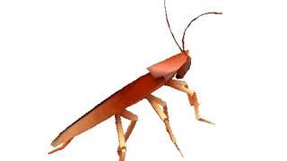 dancingroach[Riflly2]