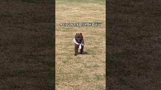 우리 강아지의 무더운 여름나기 ️ #dog #dogvideos #pomeranian #초코포메라니안 #포메라니안 #포메 #강아지 #댕댕이
