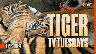 Tiger Tuesday Live! Watch Bakso & Mom’s Fourth Week at Disney’s Animal Kingdom