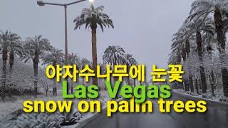 #라스베가스 야자수 나무에 눈꽃 snow on Las Vegas Palm Trees