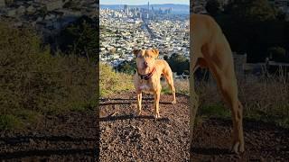 Game Bred Pit Bulls on Top of the World! #apbt #realapbt #pitbull