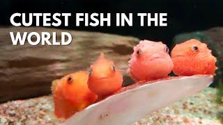 The Lumpfish: Most Adorable Fish Ever With Built-In Suction Cup