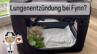 Tierarztbesuch — Lungenentzündung bei Fynn? | StupsNasen