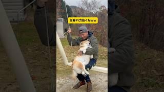 ブランコが大好きな元豆柴の乗り方が斬新すぎた#柴犬#おもしろ#shorts #shiba #shortsvideo