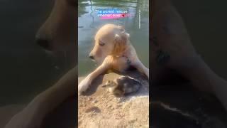 dog thinks she saved a duck—her loving reaction is adorable