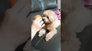"천천히 물어" 개인기 #shorts #천재견 #윤퐁