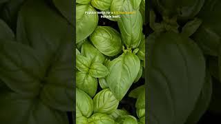 What are the best herbs for a kitchen garden