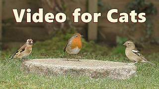 Cat TV ~ Videos for Indoor Cats to Watch  10 HOURS  NEW 