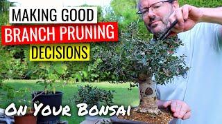 Bonsai pruning decisions  |  olive bonsai part 2