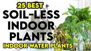 25 easy indoor plants you can grow in water | indoor water plant in india | soilless indoor plants