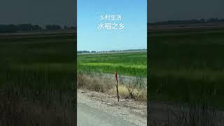 美国乡村生活，水稻种植之乡。