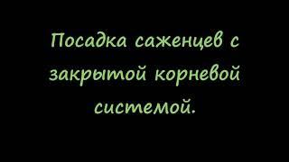 Посадка саженцев клубники с закрытой корневой системой