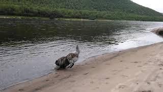 Doggy on a beach by the river