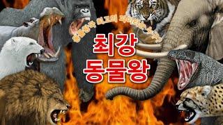  지구 최강 동물 배틀! 승자는 누구?  [최강 동물왕]