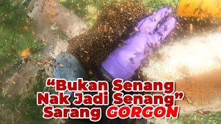 The Bee Hunter Get Mad! | Bukan Senang Nak Jadi Senang, Jumpa Sarang GORGON! #eps 262