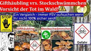 Vergleich Stockschwämmchen vrs Gifthäubling - Vorsicht der Tod im Wald! Sept 2022