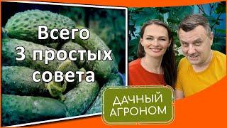 Огурцы ЗАВАЛЯТ урожаем СОВЕТЫ ЭКСПЕРТА