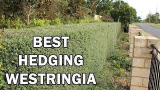 NARINGA™ Westringia is a drought tolerant hedge plant | Ozbreed Native Shrubs & Groundcovers