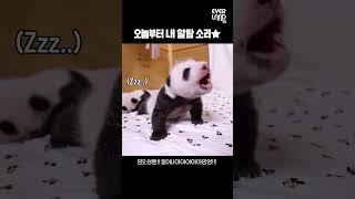 너무 귀여워서 일어나게 되는 바오 알람소리⏰ | #shorts #루이바오 #후이바오 #알람