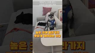 강아지 쇼파나 침대 위에 절대 올리면 안 되는 이유