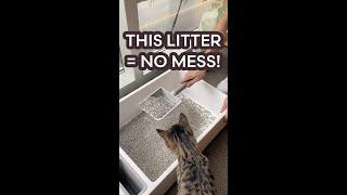 BEST Cat Litter for a Clean Home