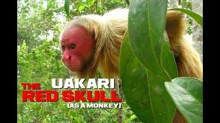 Uakari Facts - Red Skull (the Monkey) - Animal a Day U Week