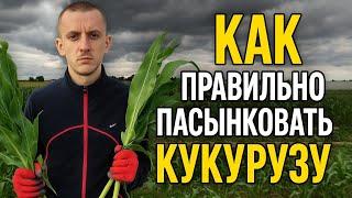  Как правильно пасынковать кукурузу: