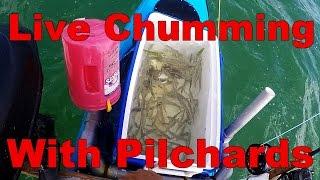 How To Live Chum With Pilchards