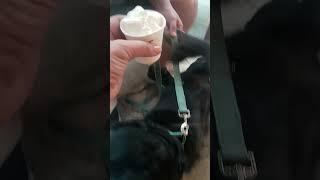 Two Doggy Homies enjoying FREE Pup Cups at Starbucks. #baristalife
