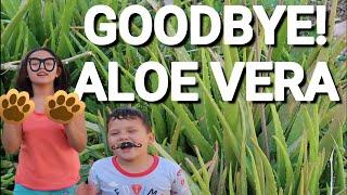 REMOVING ALOE VERA |Bee13Bux