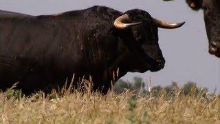 The bull, the most powerful animal and symbolic of the earth