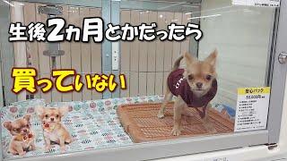 小さなショーケースに３ヵ月間もいた生後６ヵ月の痩せた子犬