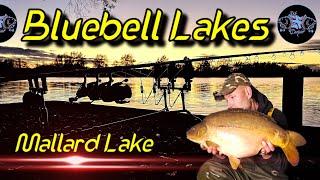 Bluebell Lakes | Mallard Lake | Autumn Family Carp Fishing | #tonyukcarpin #ukcarpin