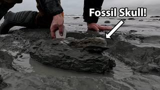 Finding a large fossil skull with teeth