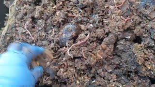 Ohana Worm Bin Finale | Red Wigglers | How to Compost with Worms in the Desert