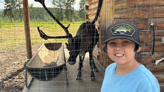 DAY 19 - Whitehorse - exploring Yukon Wildlife Preserve!