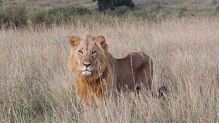 Keeping up with dominant Male lions of Nairobi national park