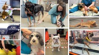 Veterinary Rehabilitation at the Schwarzman Animal Medical Center in NYC